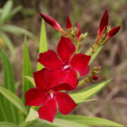 Arali Red Single Petal (Nerium oleander) All Time Flowering Live Plant