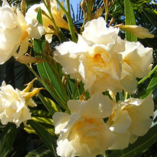 Arali Sandal Multi Petal (Nerium oleander) Rare All Time Flowering Live Plant