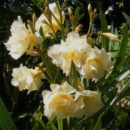 Arali Sandal Multi Petal (Nerium oleander) Rare All Time Flowering Live Plant