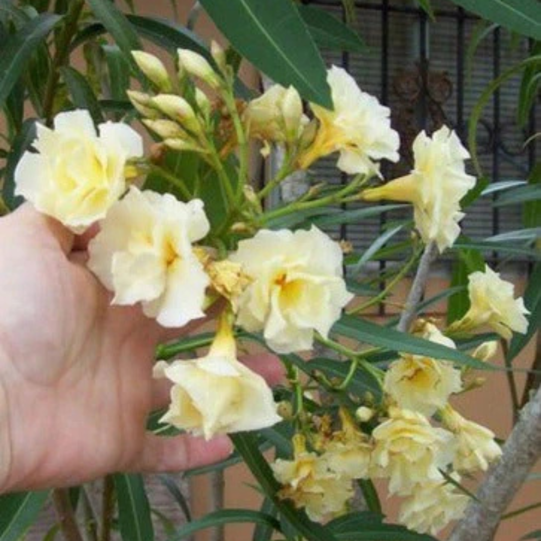 Arali Sandal Multi Petal (Nerium oleander) Rare All Time Flowering Live Plant