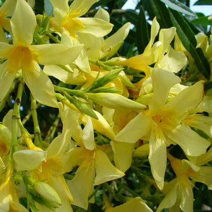 Arali Yellow Single Petal (Nerium oleander) All Time Flowering Live Plant