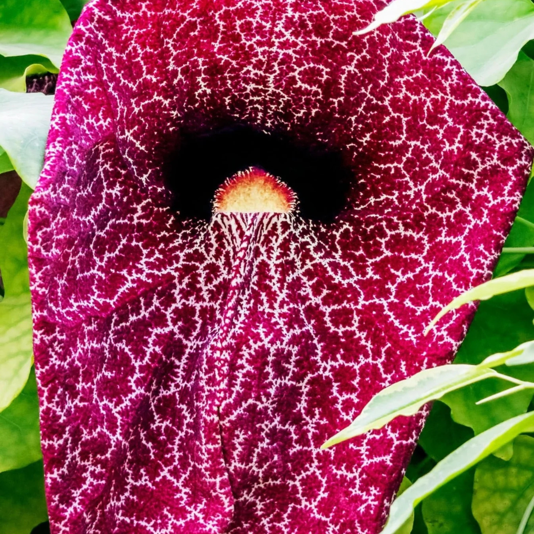 Aristolochia Gigantea (Pelican Flower) Flowering Plant