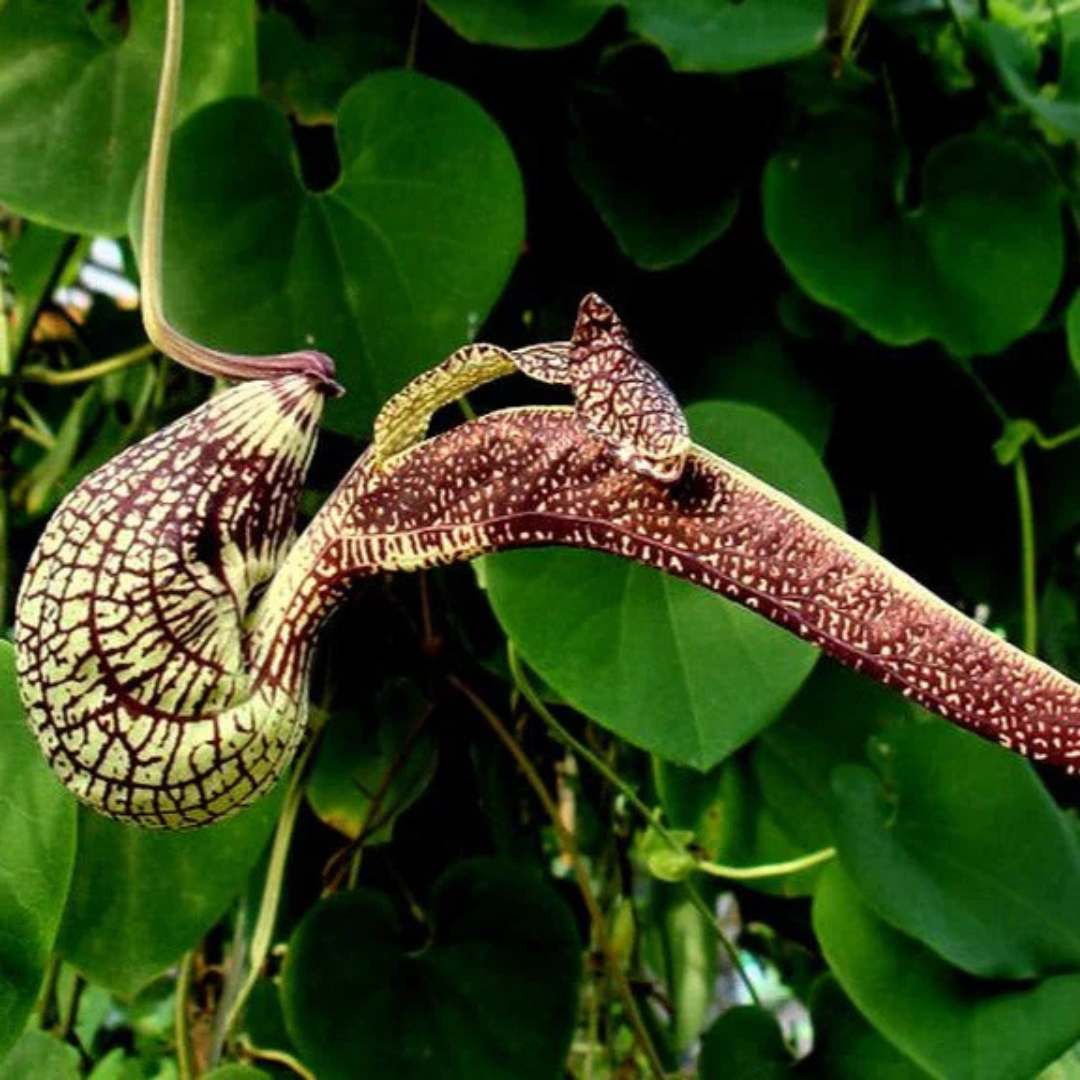 Aristolochia Ringens Flowering Live Plant