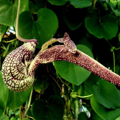 Aristolochia Ringens Flowering Live Plant