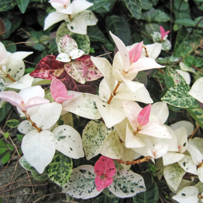 Asiatic Jasmine Variegated Ornamental Live Plant
