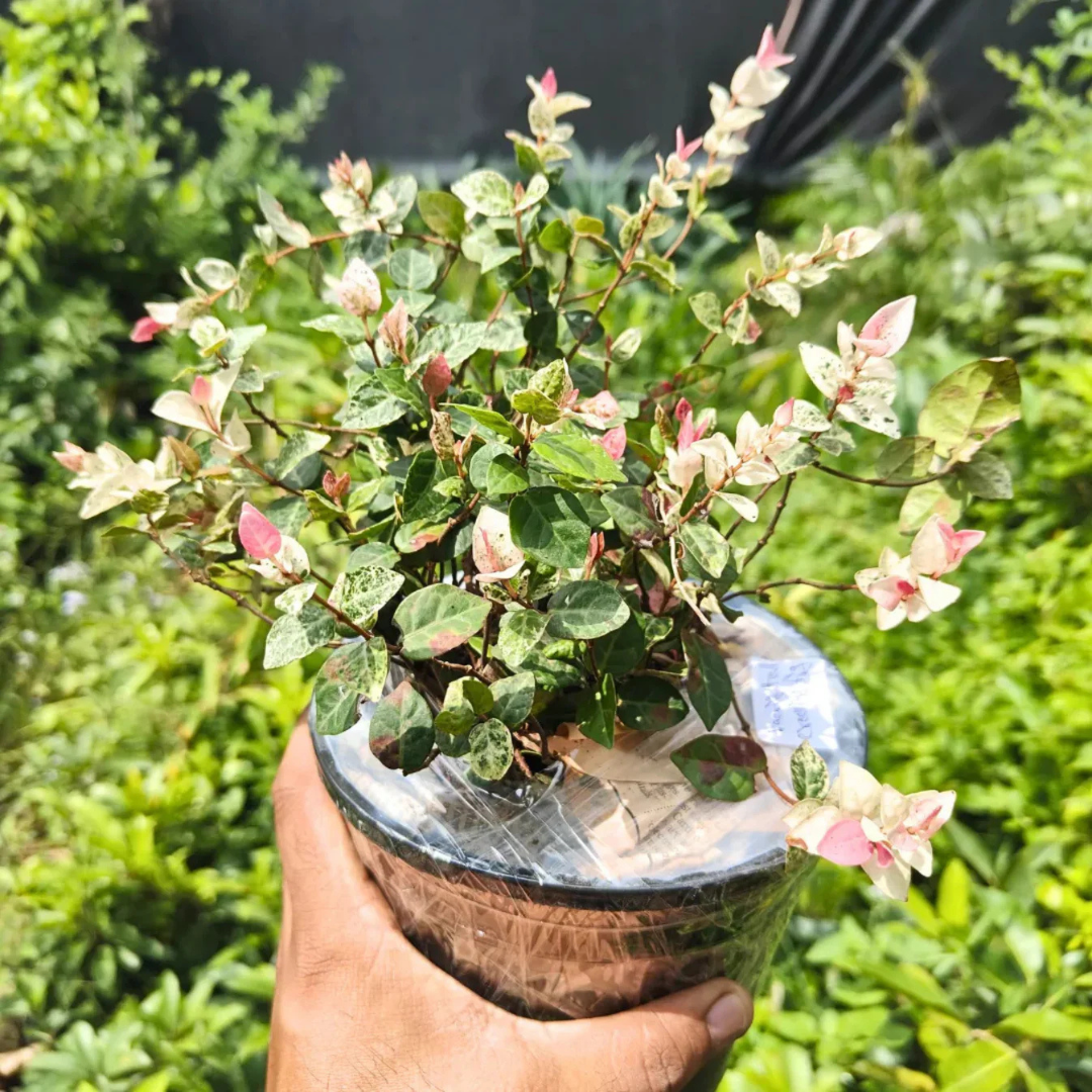 Asiatic Jasmine Variegated Ornamental Live Plant