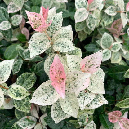 Asiatic Jasmine Variegated Ornamental Live Plant