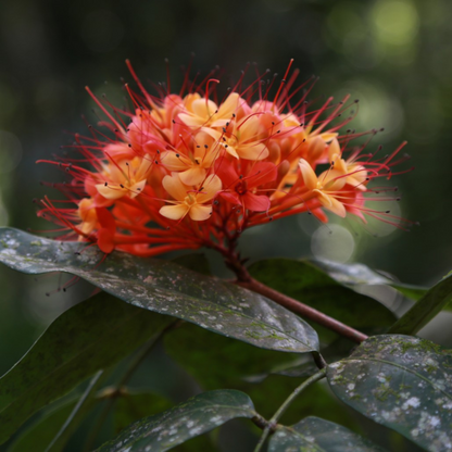 Asoka Tree (Saraca indica) Live Plant