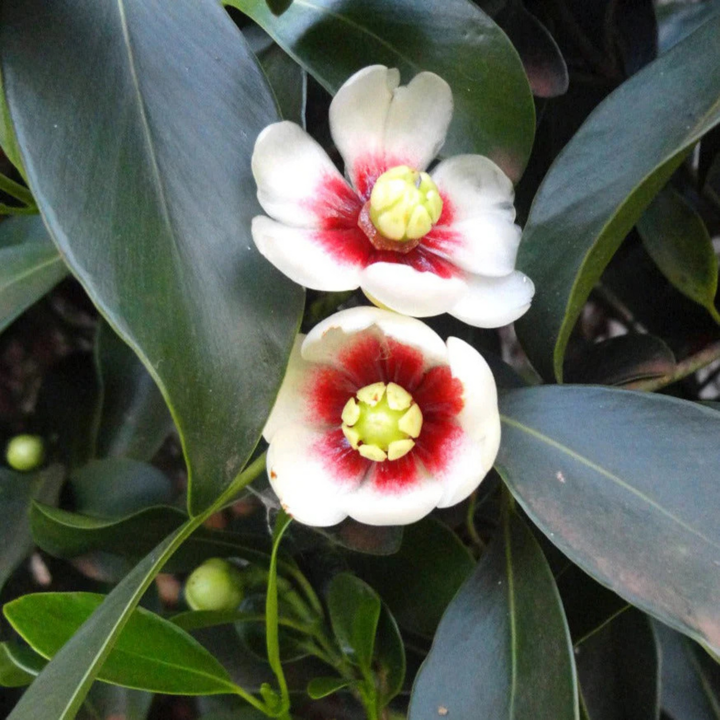 Autograph (Clusia rosea) Flowering Live Plant