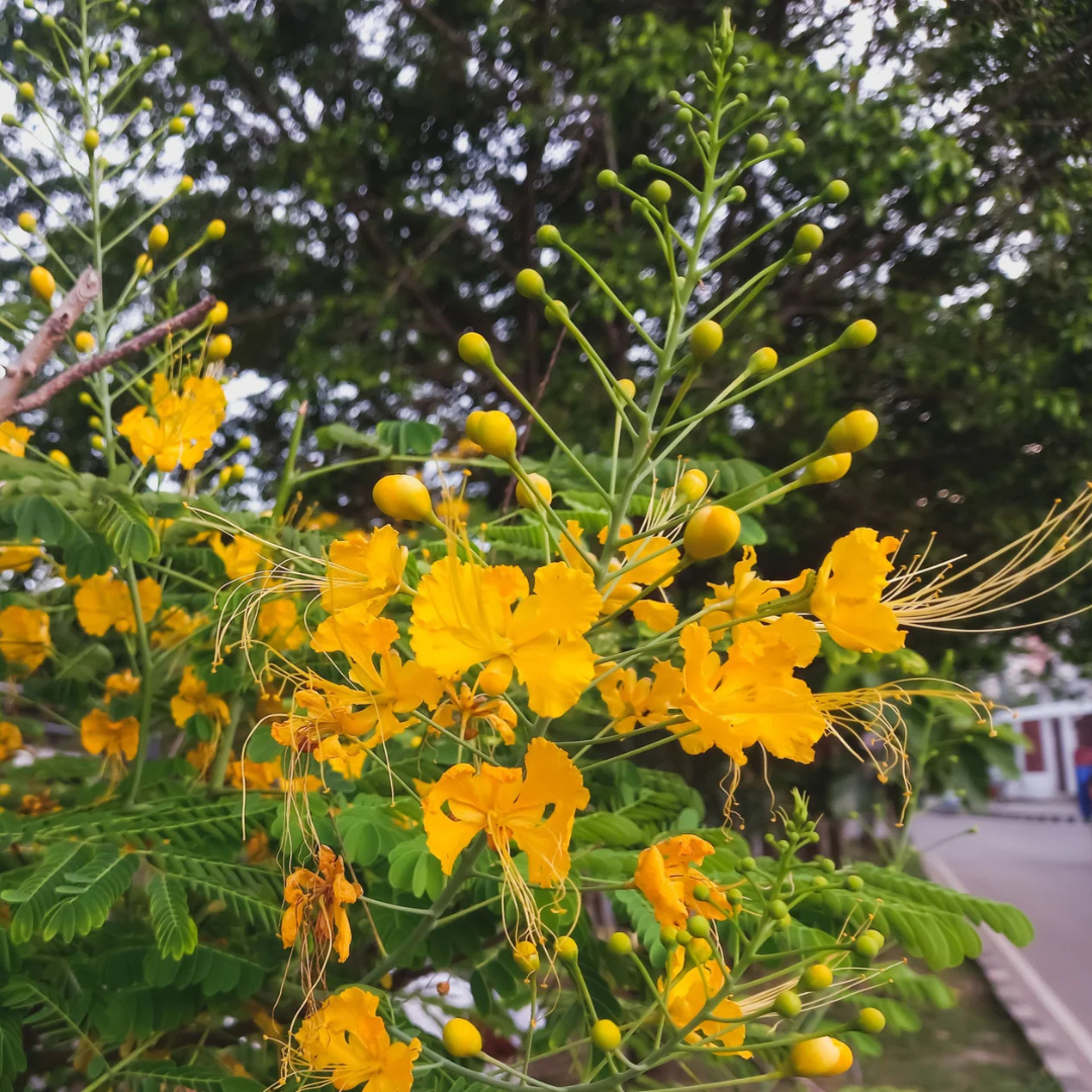Avaram (Senna auriculata) All Time Flowering Live Plant