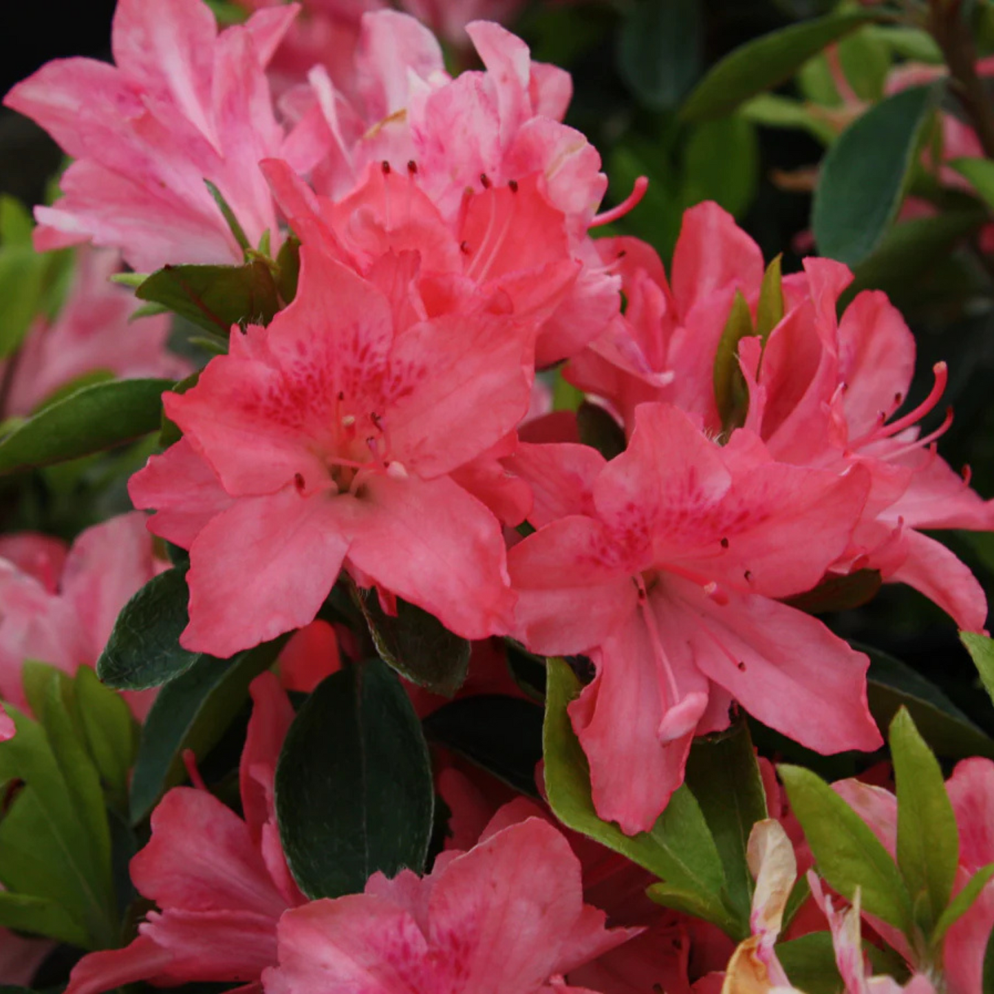 Azalea Pink (Rhododendron) Multi Petal Rare Flowering Live Plant