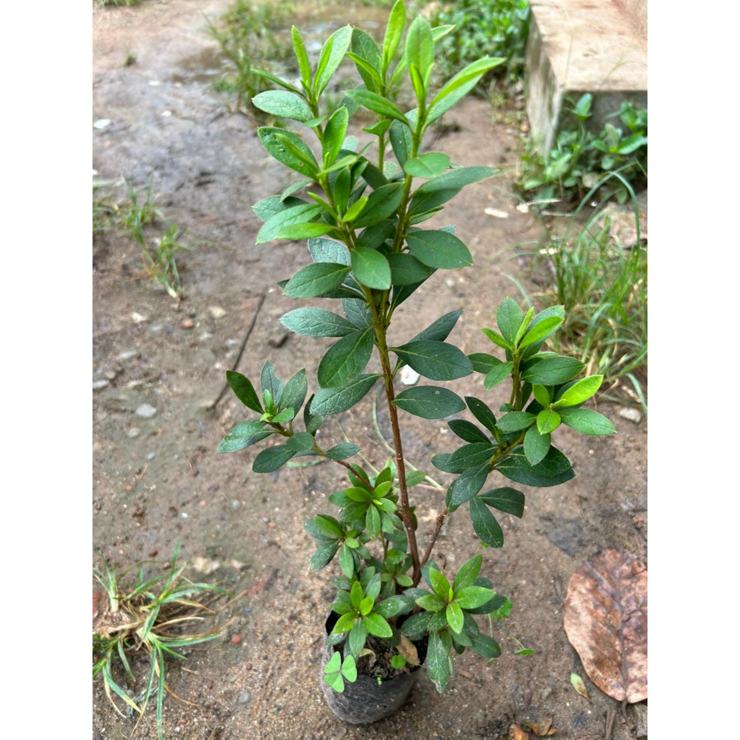 Azalea Pink (Rhododendron) Multi Petal Rare Flowering Live Plant