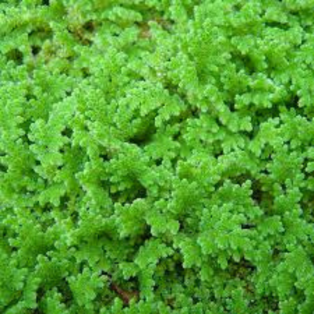 Azolla / Mosquito Fern Aquarium Live Plant