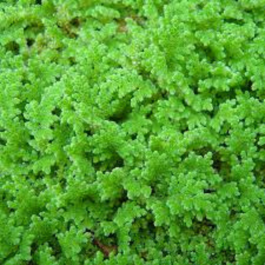 Azolla / Mosquito Fern Aquarium Live Plant