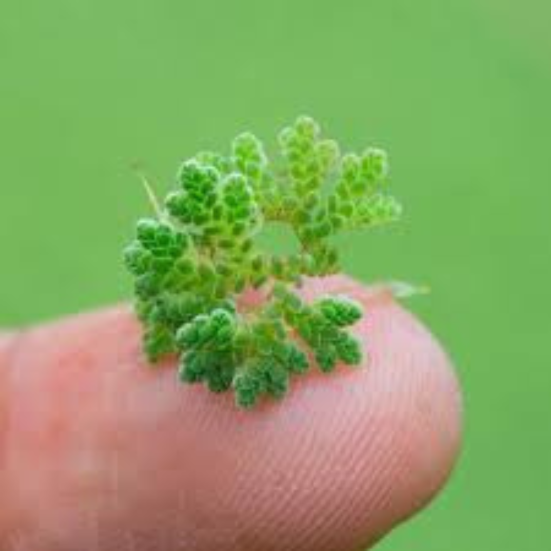 Azolla / Mosquito Fern Aquarium Live Plant