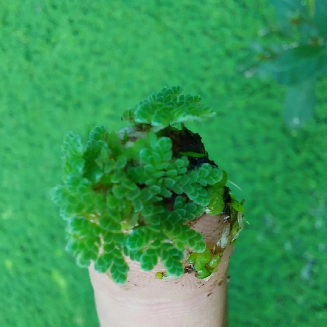 Azolla / Mosquito Fern Aquarium Live Plant