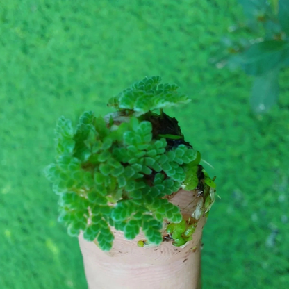 Azolla / Mosquito Fern Aquarium Live Plant