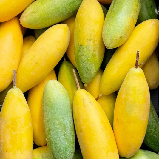 Banana Passion Fruit (Passiflora Tripartita Mollissima) Live Plant