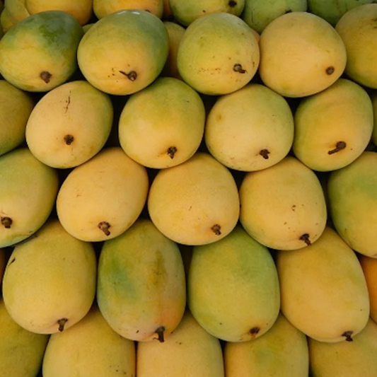 Banganapalli Mango Grafted Live Plant