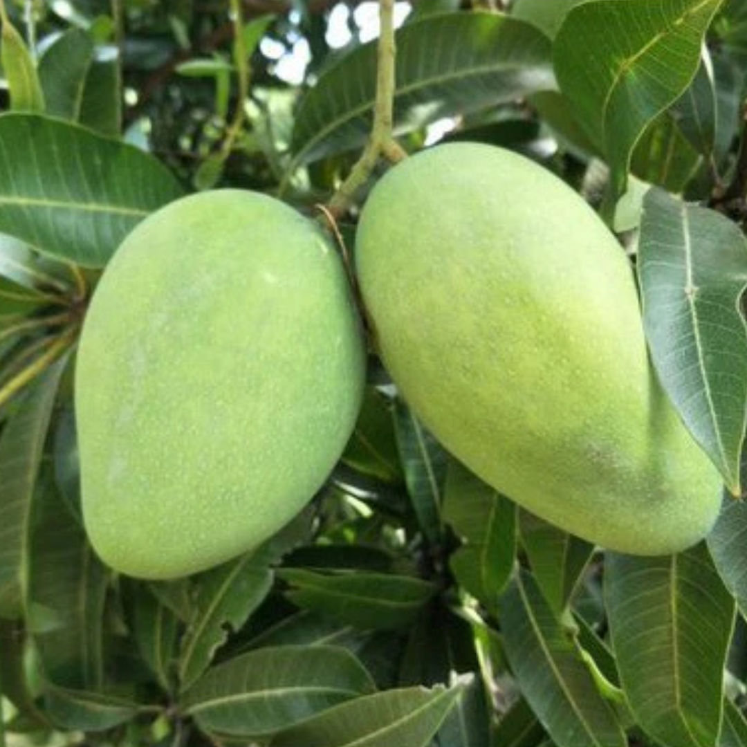Banganapalli Mango Grafted Live Plant