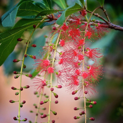 Barringtonia Acutangula Indian Oak Tree (Red Flower) Plant