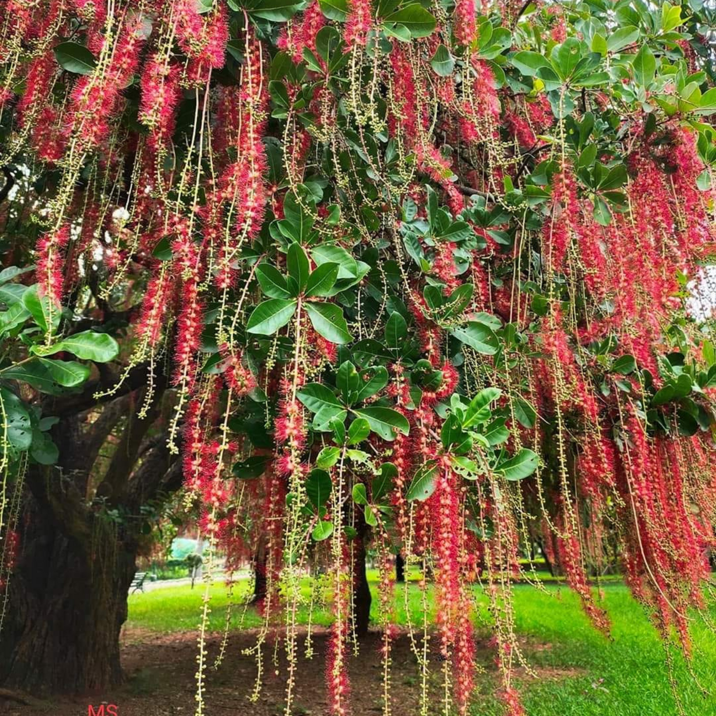 Barringtonia Acutangula Indian Oak Tree (Red Flower) Plant