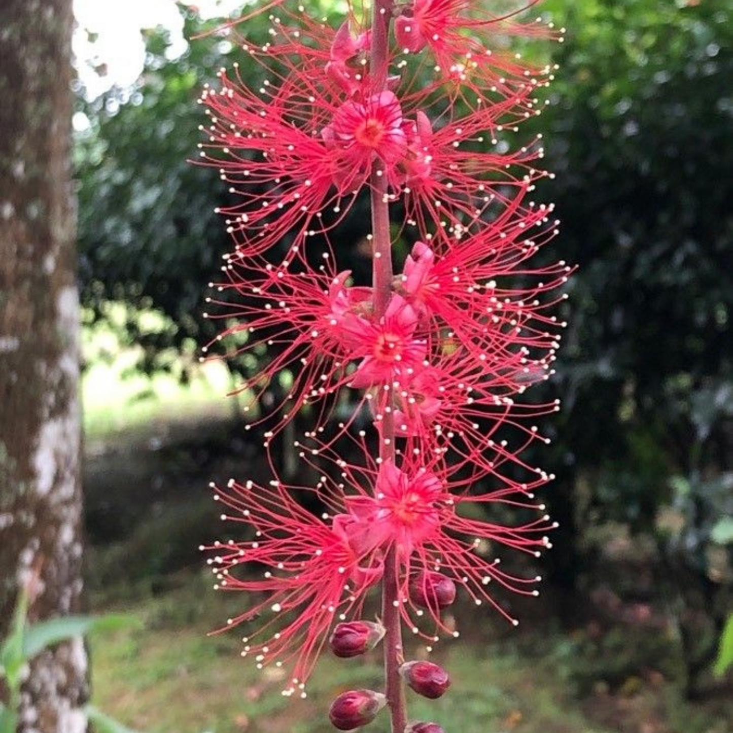 Barringtonia Acutangula Indian Oak Tree (Red Flower) Plant