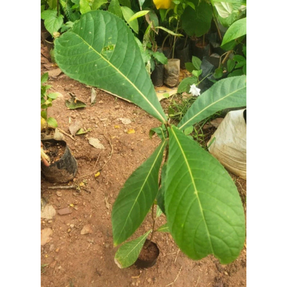 Barringtonia Acutangula Indian Oak Tree (Red Flower) Plant