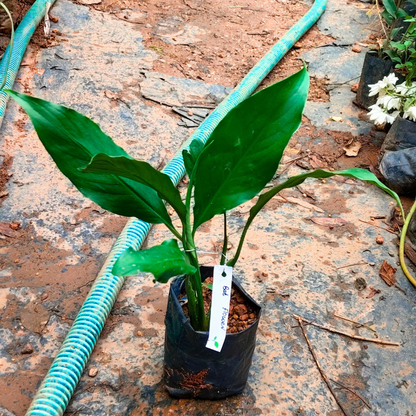 Bat Flower (Tacca chantrieri) Live Plant