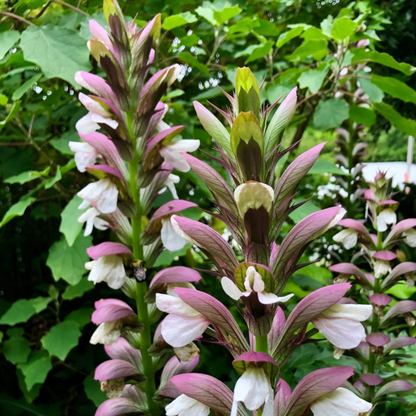 Bear’s Breeches (Acanthus mollis) Rare Flowering Live Plant