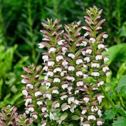 Bear’s Breeches (Acanthus mollis) Rare Flowering Live Plant