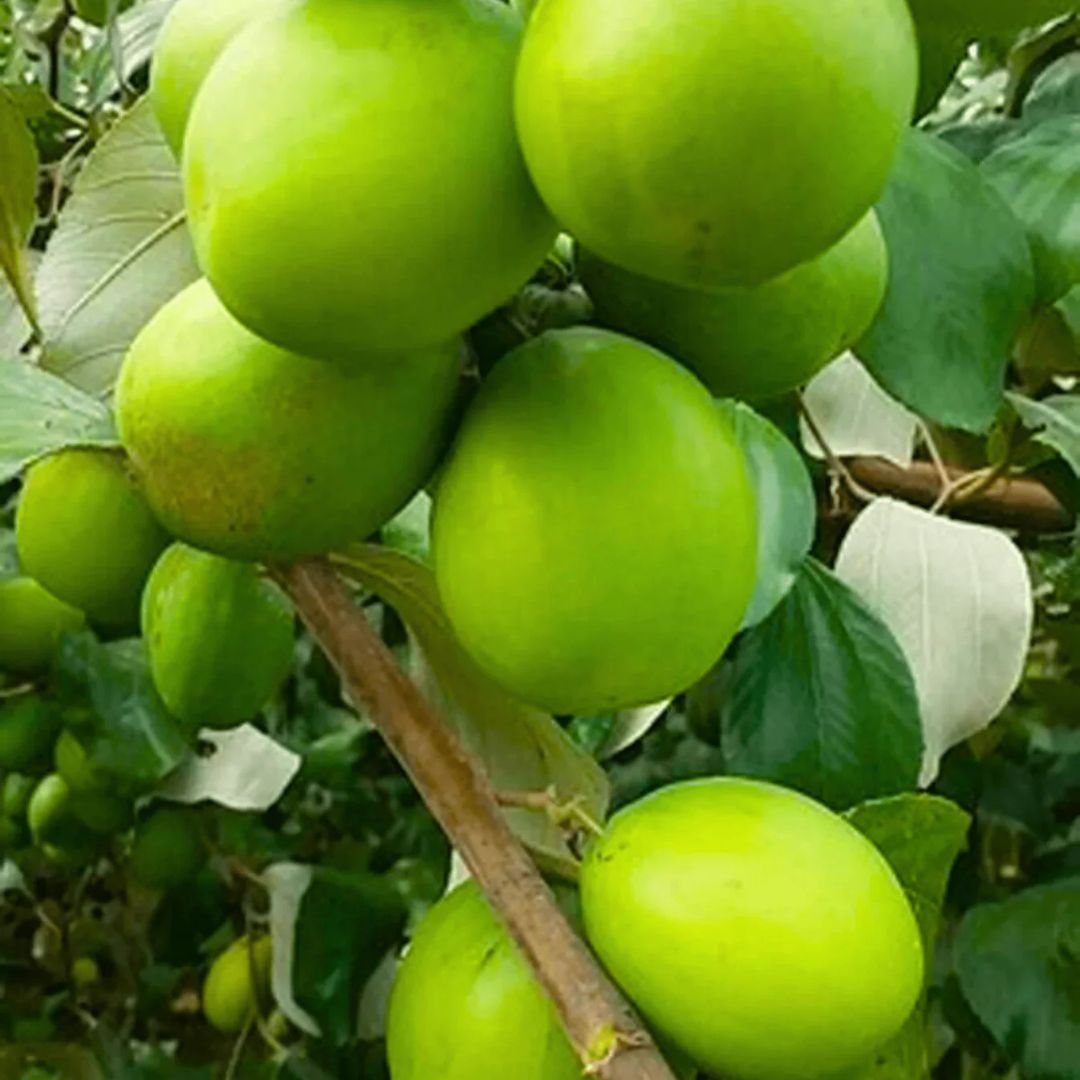 Ber Apple Green Live Plant (Ziziphus Mauritiana)