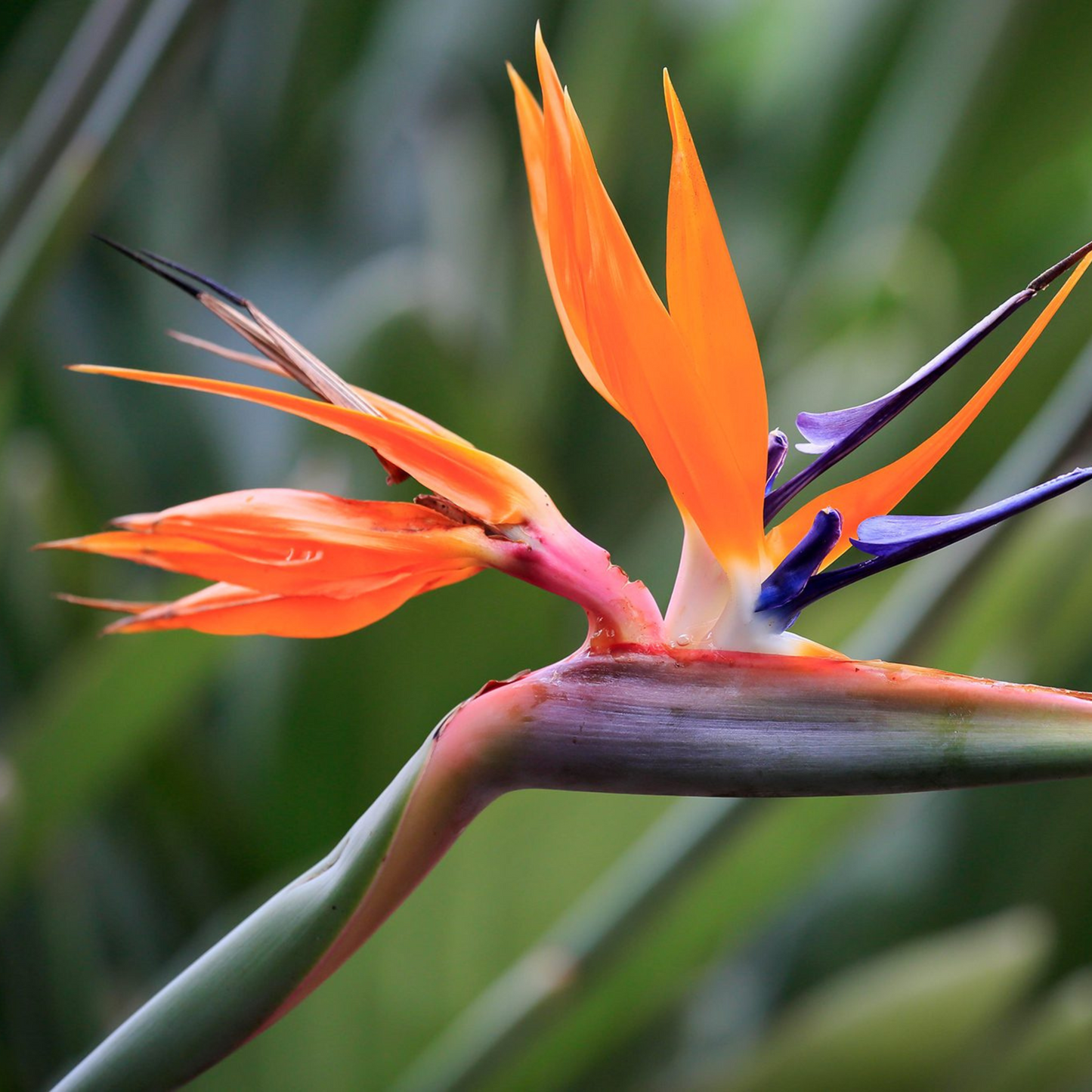 Bird of Paradise Orange (Strelitzia reginae) Very Rare Flowering Live Plant