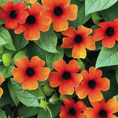 Black Eyed Susan Red Rare Flowering Live Plant