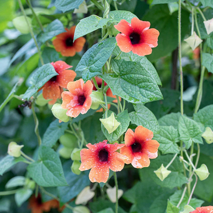 Black Eyed Susan Red Rare Flowering Live Plant