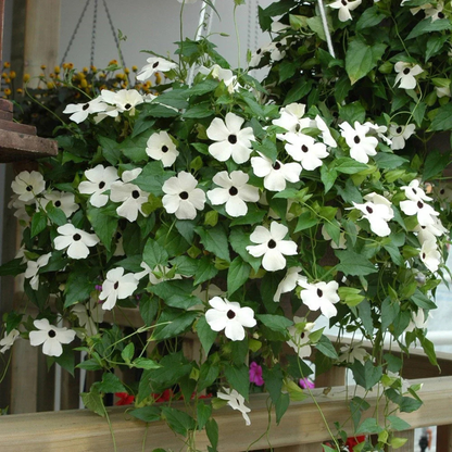 Black Eyed Susan White (Thunbergia alata) Rare Flowering Live Plant
