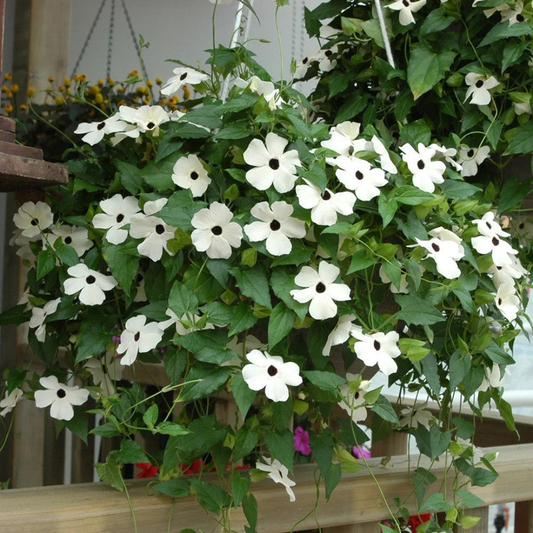 Black Eyed Susan White (Thunbergia alata) Rare Flowering Live Plant