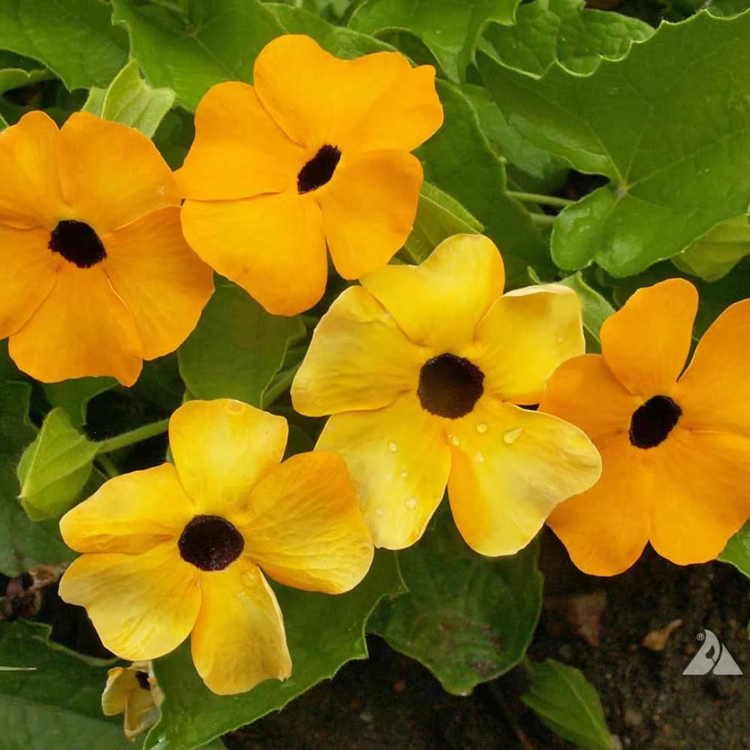 Black Eyed Susan Yellow (Thunbergia alata) All Time Flowering Live Plant