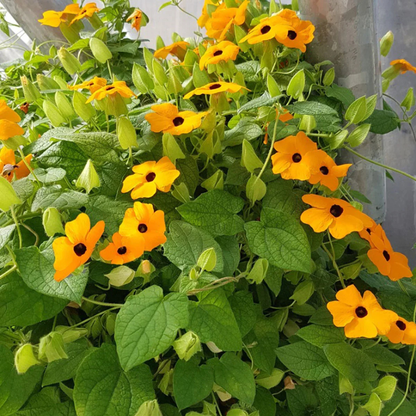 Black Eyed Susan Yellow (Thunbergia alata) All Time Flowering Live Plant