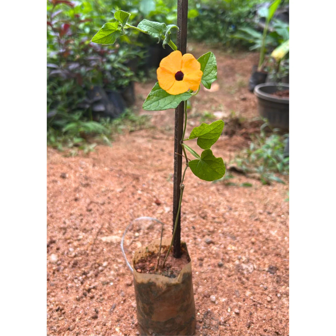 Black Eyed Susan Yellow (Thunbergia alata) All Time Flowering Live Plant