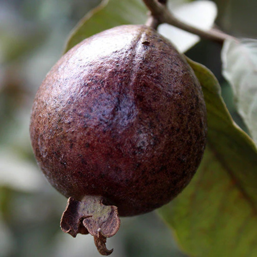 Black Guava Live Plant (Psidium Guajava)