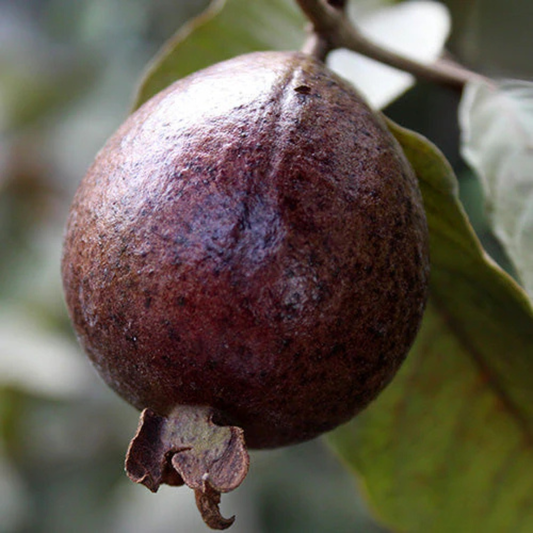 Black Guava Live Plant (Psidium Guajava)