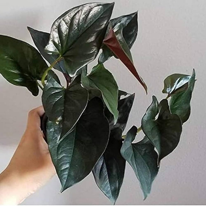 Black Pothos (Syngonium Erythrophyllum) Indoor Live Plant