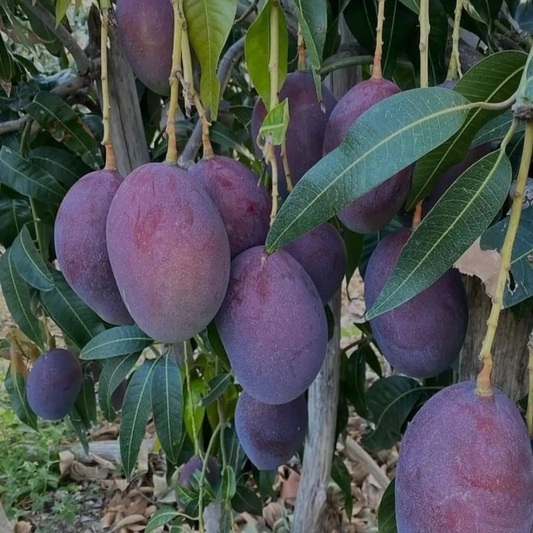 Black Stone Mango Grafted Live Plant