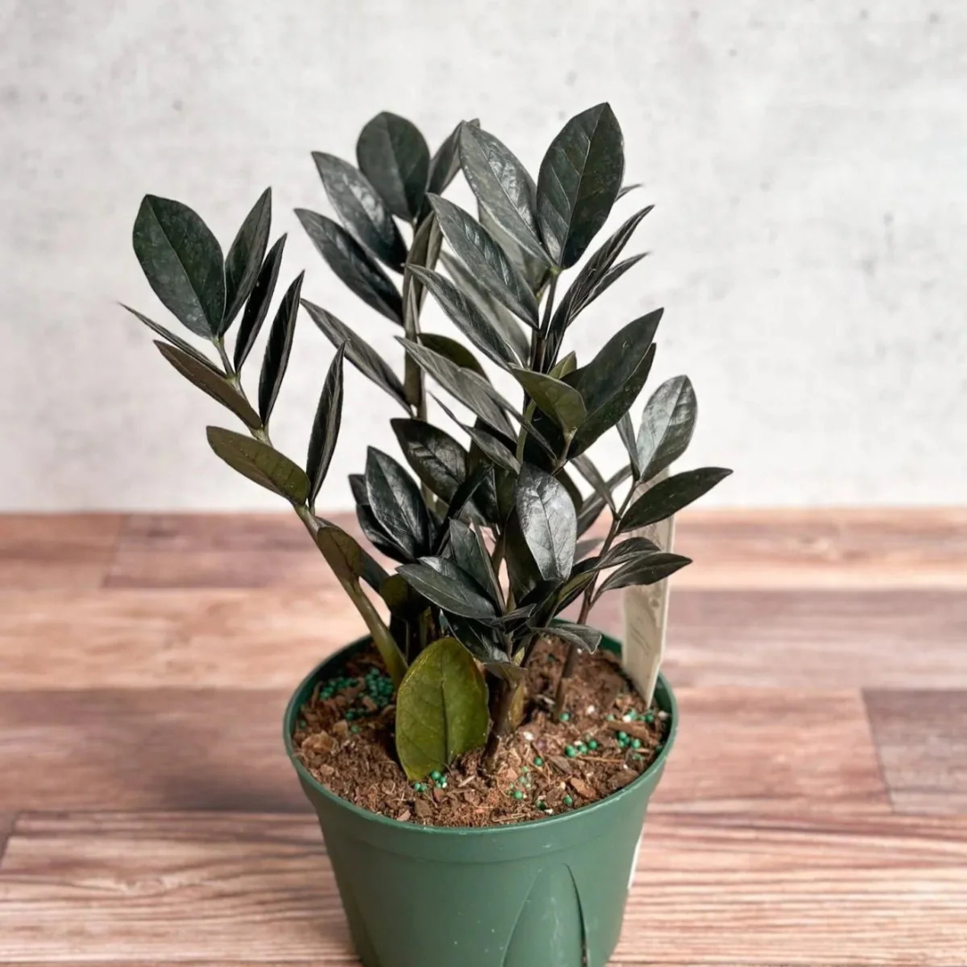 Black ZZ Plant (Raven ZZ) Indoor Live Plant