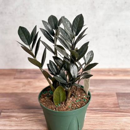 Black ZZ Plant (Raven ZZ) Indoor Live Plant