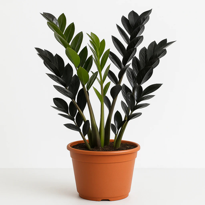 Black ZZ Plant (Raven ZZ) Indoor Live Plant