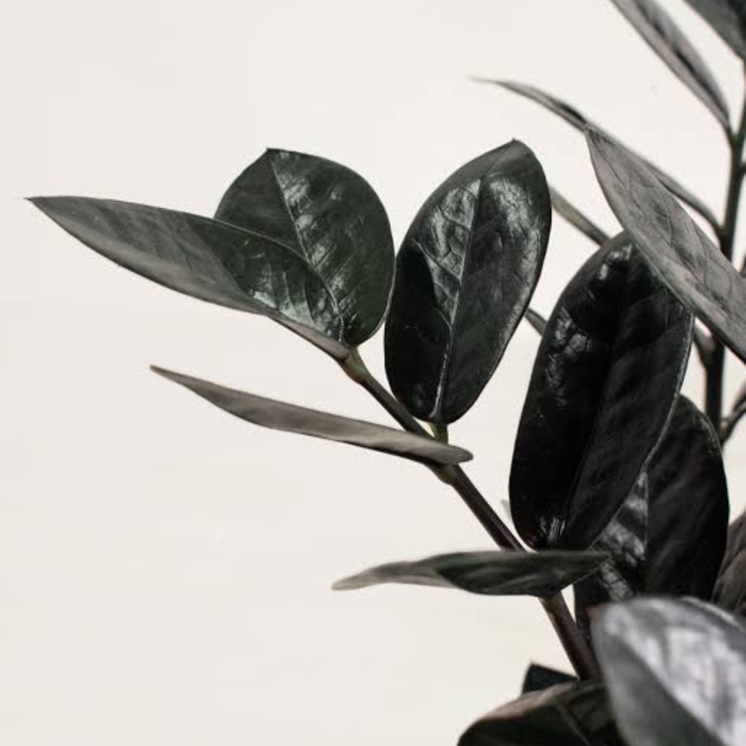 Black ZZ Plant (Raven ZZ) Indoor Live Plant