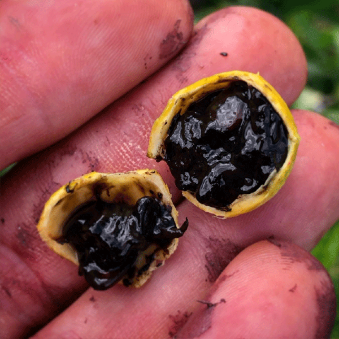 Blackberry Jam Fruit Live Plant