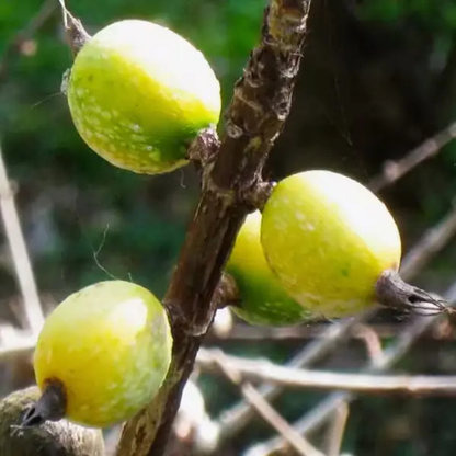 Blackberry Jam Fruit Live Plant